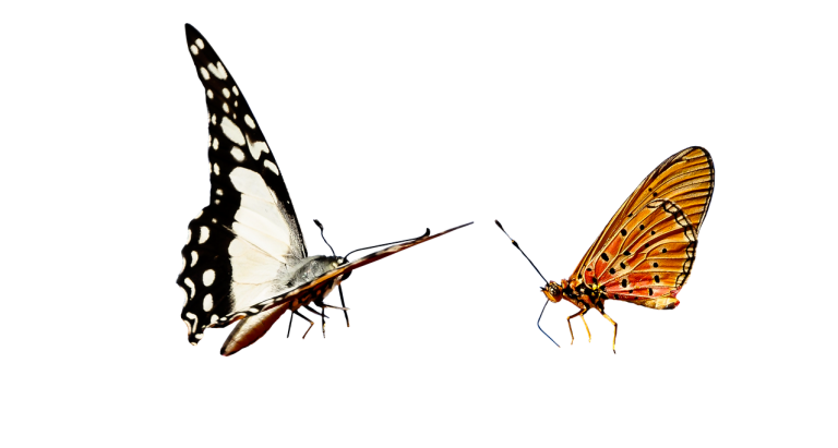 Butterflies representing wildlife-safe natural herbicide