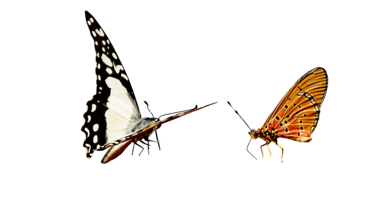 wildlife safe natural weed killer