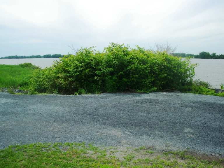 Invasive broadleaf weed infestation before application of A.D.I.O.S. selective organic herbicide