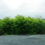 dense invasive weeds growing along riverbank requiring vegetation control