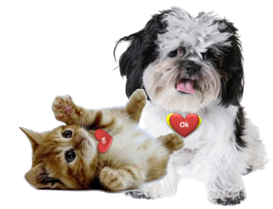 pet safe natural weed killer lawn