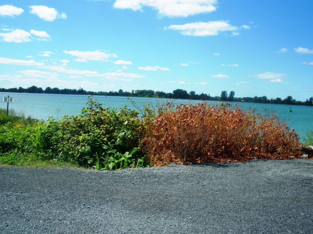 japanese knotweed before and after organic weed control treatment shoreline
