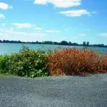 japanese knotweed before and after organic weed control treatment shoreline