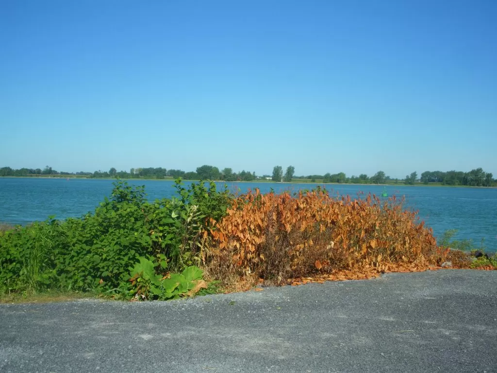 organic herbicide results before and after invasive weed control