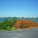 japanese knotweed 7 days after organic herbicide treatment browning plants