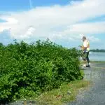 applying organic herbicide on japanese knotweed infestation roadside