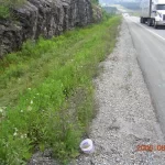 ragweed control results 7 days after treatment roadside organic herbicide