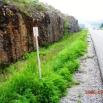 ragweed infestation roadside before organic herbicide treatment