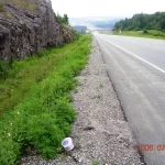 heavy ragweed infestation roadside before treatment organic weed control