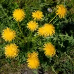 dandelion before treatment lawn organic weed killer