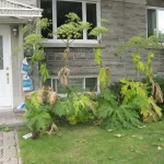 giant hogweed after adios application visible results after 24 hrs