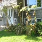 adios weed killer results large invasive plant control 7 days after treatment